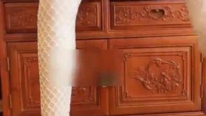 ホットインターネット有名人美容ソフトかわいいロリ妖精ss猫耳白網タイツtバックパンティー小さな大砲振動