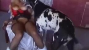 黒と白の巨大な犬が美しいゴールデンレトリバーの飼い主と交尾