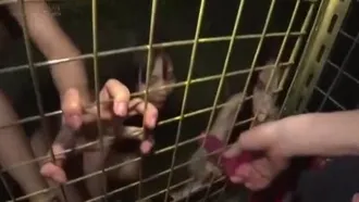 ¡Infiltrado! Safari nocturno de bestias femeninas - Un aterrador video de pánico de ser atacada por una bestia que come genitales masculinos con su vagina -