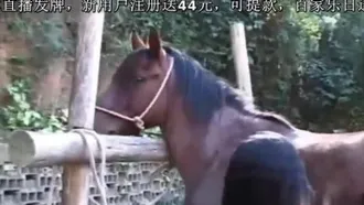 トップのラテン系妻が馬で楽しむ_