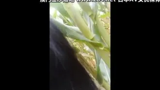 The naughty-looking village girl female anchor got 500 yuan in gifts and went to the cornfield to use the electric cock to plug her pussy.