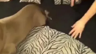Una puttana grossa si espone e poi procede ad esplorare il suo animale domestico con la lingua