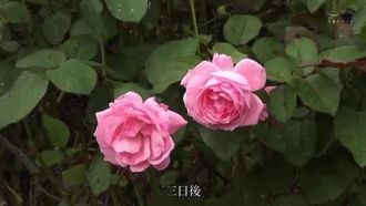 Naoko Akase's first and best anal release! ! I can't love anything but anal anymore... (Blu-ray disc)