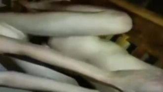 [Internetskandal] Ein Video einer verrückten Hybridparty zwischen 9 Frauen und 19 Männern in Taipeh ist durchgesickert und der männliche Protagonist ist glücklich