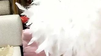 Non perderti questa trasmissione in diretta sul cellulare della storia di un disgraziato uomo grasso che si impone su una ballerina ma si rifiuta di lasciarla piacere.