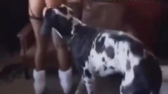 Un énorme chien noir et blanc s'accouple avec son magnifique propriétaire de golden retriever