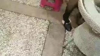 Il fratello interpreta la trama e un amico presenta una ragazza di un parrucchiere per farsi un massaggio e chiede 600 per sesso. Dopo il sesso orale, si fa scopare duramente sul lettino da massaggio. Se ti piace, non farlo mi manca.
