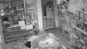 十月新破解家庭網路攝影機偷拍寵物用品店夫妻在店裡打地舖做愛幾個小狗在旁邊玩耍