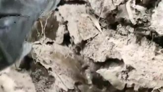 (Esercito da campo regolare) La ragazza e lo zio andarono al campo di grano per combattere sul campo