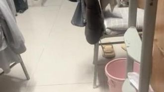 【無水印原版   新片速遞】2022.5.2，【女大学生宿舍】，偷拍室友，拉上蚊帐，极品粉穴美乳，少女气息迎面而来，紧张刺激香艳