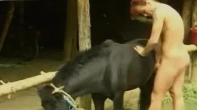 D'une femme au foyer nue qui prend une pipe porno érotique avec un cheval