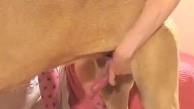 A 14-year-old girl with a pink hairless pussy was fucked by a wolfdog and creampied. What happened to this little girl~HD