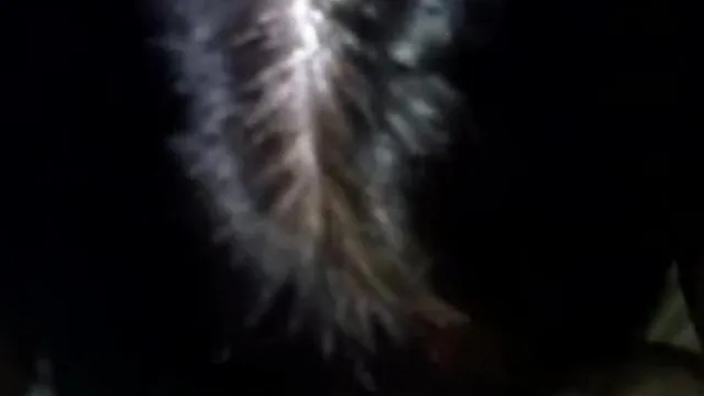 大奶母狗2