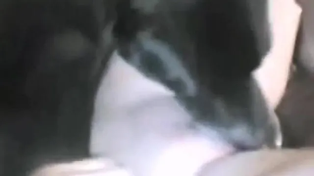 别致的时髦主妇喜欢在别人都没有看的情况下带狗把手