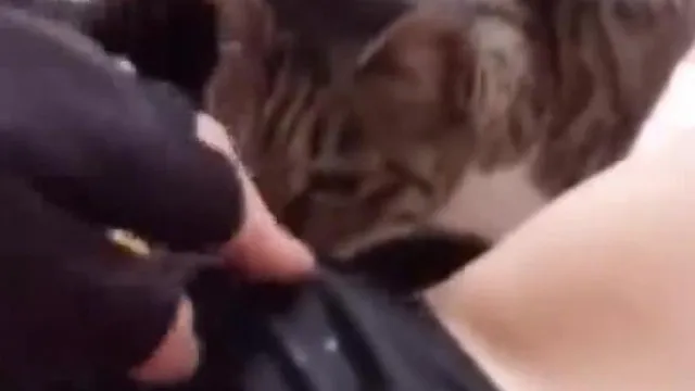 インターネットの有名人が愚かなコスプレ自撮りをし、2 匹の子猫に陰部を舐めるように訓練する 2