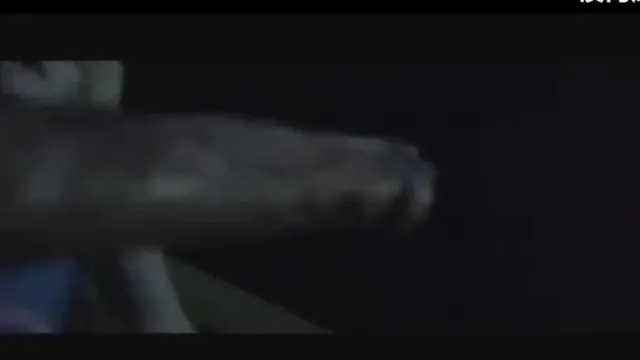[Europa e Estados Unidos] Como saber quando os zumbis estão chegando ~ O grande galo está cheio de sangue e vem denunciar ~