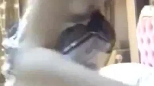 同性伪娘勾引体育生第十三季