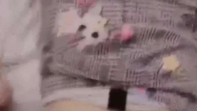 [Kurzer Videobereich] ???