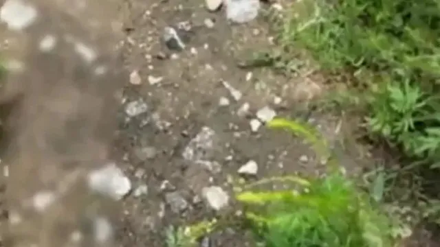 年纪不是很大的女主播和木讷男小树林打野战直播男的被蚊子叮了一腿包
