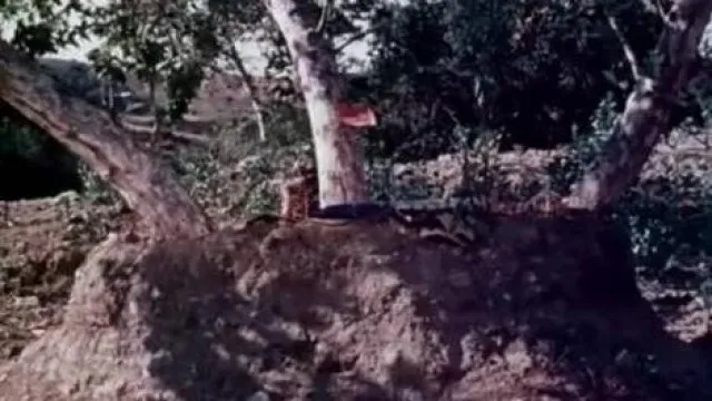 Bad, Bad, Gang! (1972)